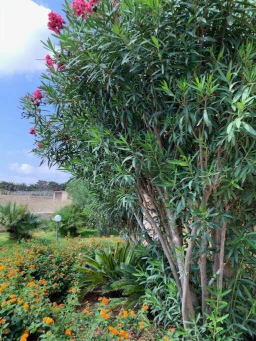 Villa Maveda, Un Dammuso Immerso Nel Verde Lampedusa Exterior photo